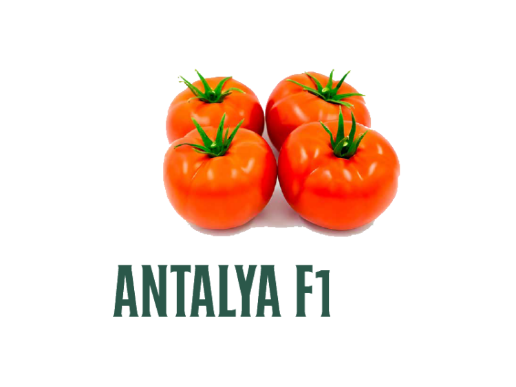 Tomate Antalya F1