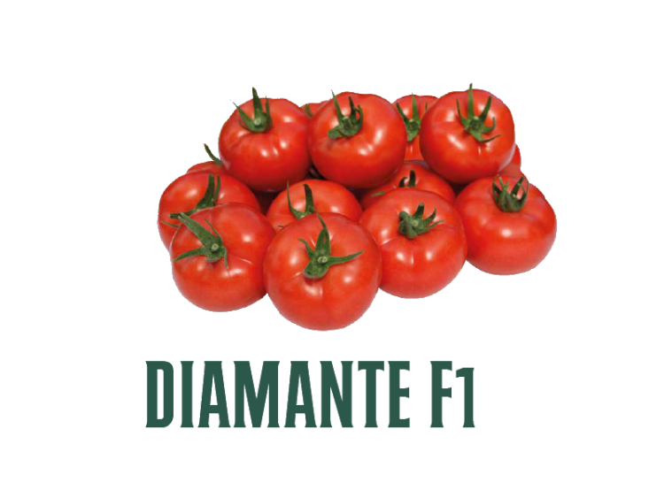 Tomate Diamante F1