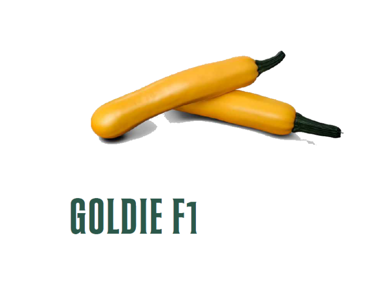 Zuquini Goldie F1