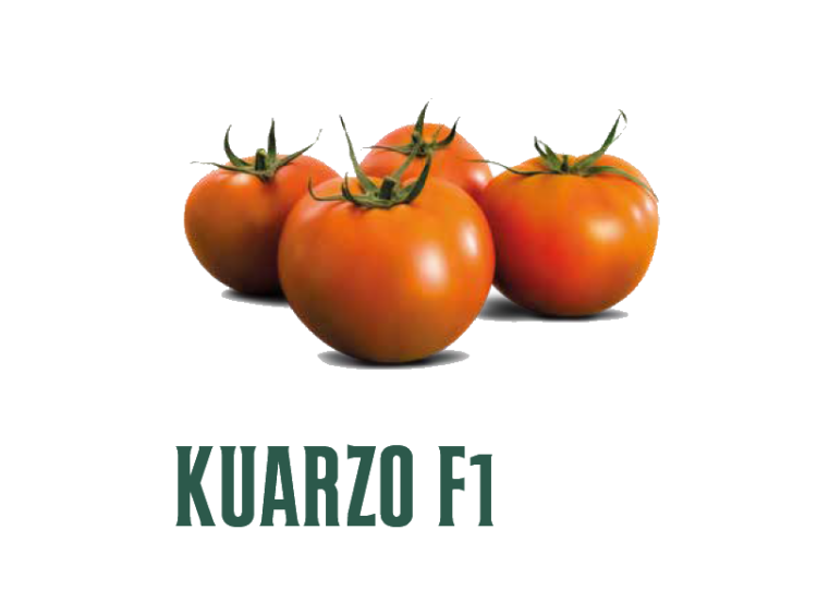 Tomate Kuarzo F1