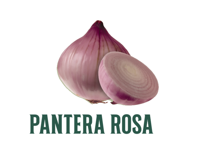 Cebolla Pantera Rosa