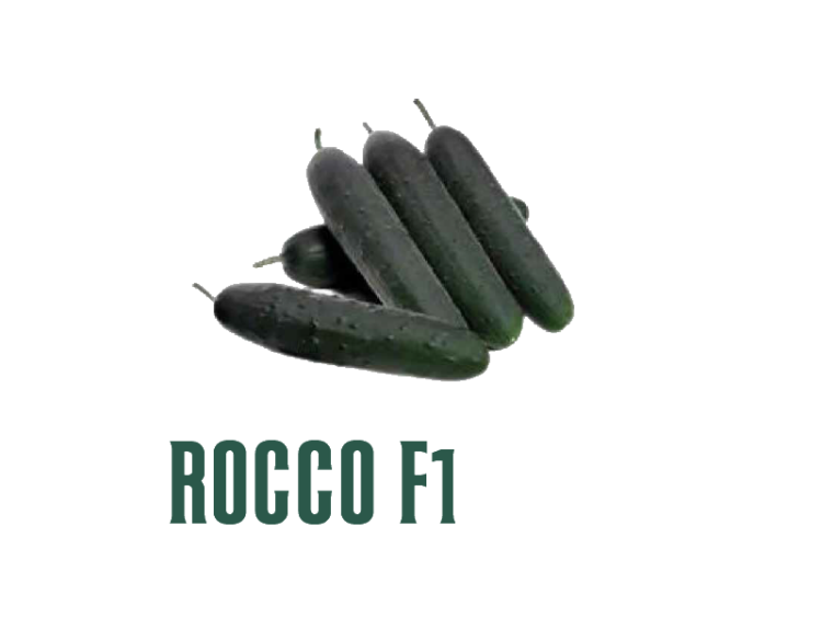 Pepino Rocco F1