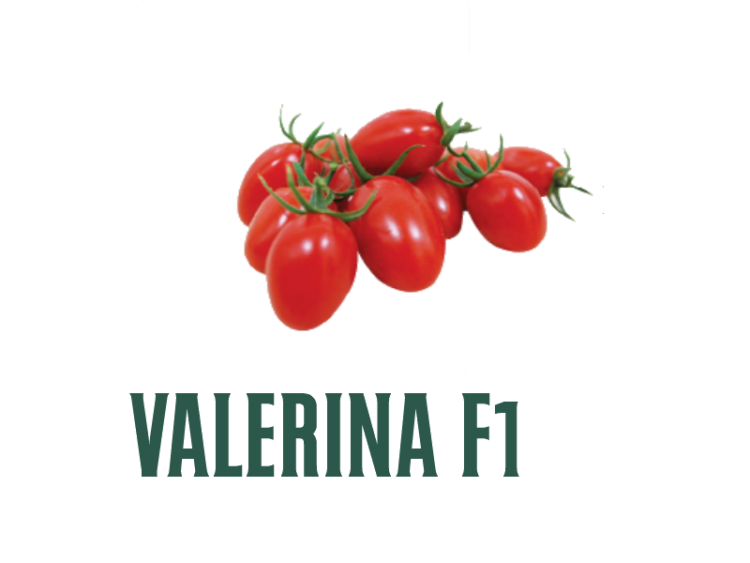 Valerina F1