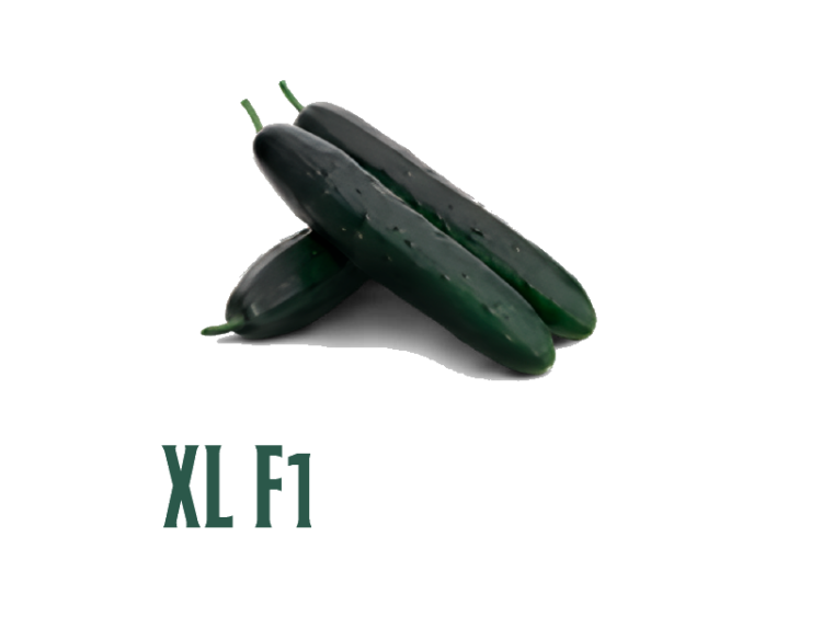 Pepino XL F1