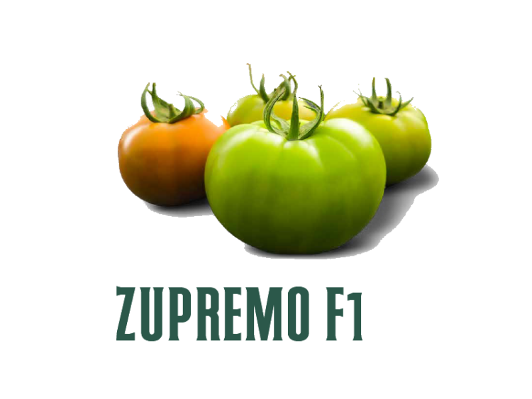 Tomate Zupremo F1